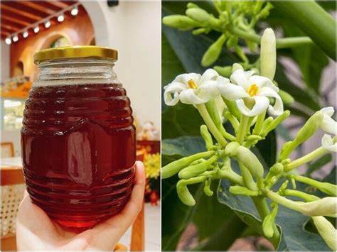 Công dụng của hoa đu đủ đực và mật ong Công dụng của hoa đu đủ đực và mật ong